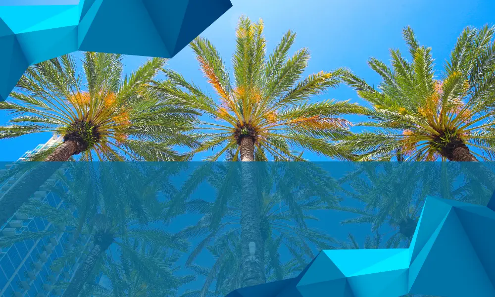 unlocking-online-potential-with-renaissance-seo-agency-tampa Unlocking Online Potential with Renaissance Seo Agency Tampa